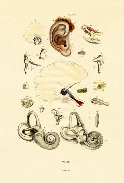 Ear by French School